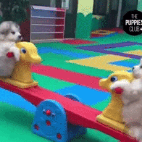 Dogs Puppies GIF