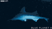 blue planet ocean GIF by BBC Earth