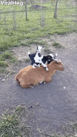 Baby Goats Love Climbing On Mama
