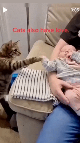 cuteanimalland giphyupload GIF