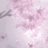 Cherry Blossom Love GIF by Lilly - Autorin