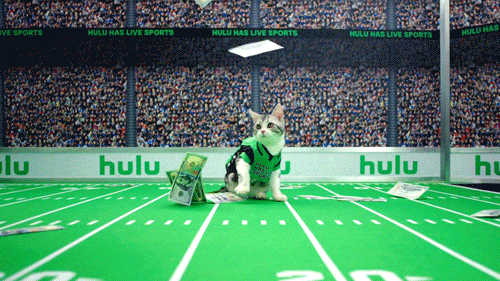 Todd Gurley Cat GIF by HULU