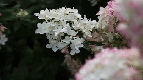 livingcreations giphyupload flowers bloom blooming GIF