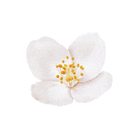 Flower Popcorn Sticker by dm-drogerie markt GmbH + Co. KG