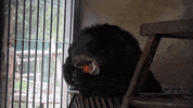 fruit eating GIF
