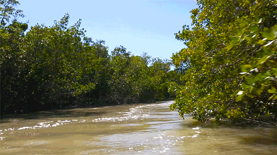 boat everglades GIF by University of Florida