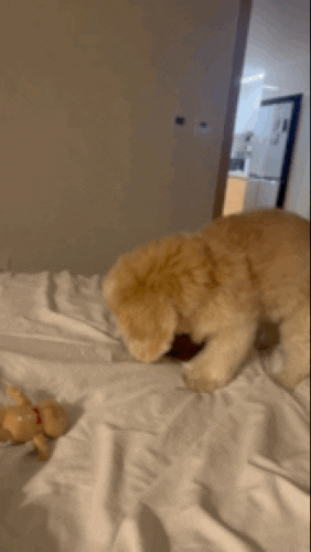 lulu__mix giphyupload cute dog 강아지 GIF