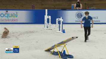 Espn Dogs GIF by American Kennel Club