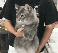 Marco Polo Cat GIF