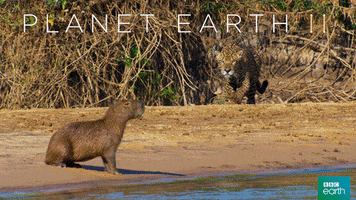 pounce planet earth 2 GIF by BBC Earth