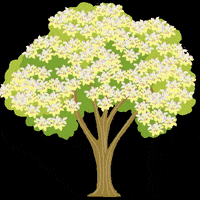 cynthiabauzonarre flower flowers tree philippines GIF