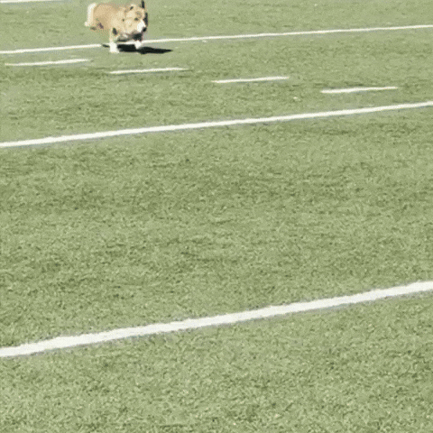 Cute Dog GIF