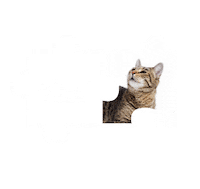 Cats Kittens Sticker by Fundacja Viva!