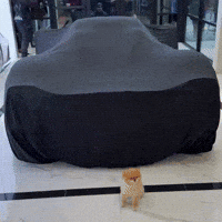 Pomeranian Unveiling GIF