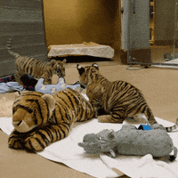San Diego Love GIF by San Diego Zoo Wildlife Alliance
