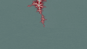 Benoit Mandelbrot Lsd GIF by xponentialdesign