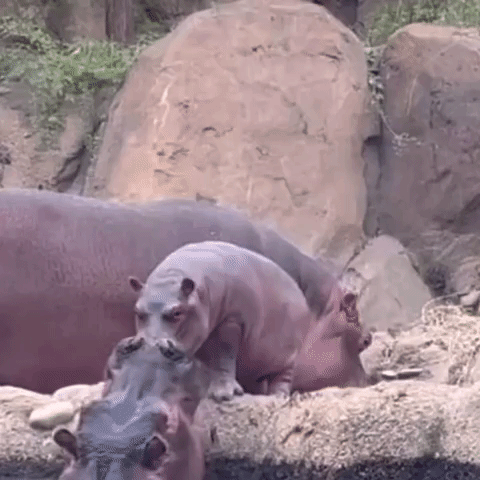 Baby Hippo Fritz Plays With Sister Fiona at Cincinnati Zoo