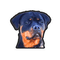 Dog Rottweiler Sticker by vannboozy