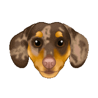 Sausage Dog Dachshund Sticker by zoopeez