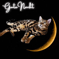 Good Night Cute Cat GIF by Kitty Fuchs