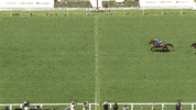 Horse Race Ascot GIF by World Horse Racing