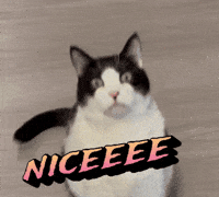 Funny Cat GIF