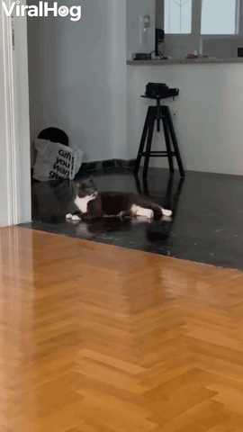 Man Chases Cat, Cat Chases Man