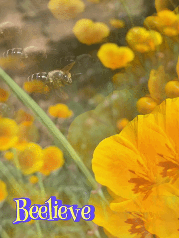 McGeesMead beelieve GIF