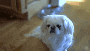 xyngular dog xyngular puppy dog eyes xyngular mlm GIF