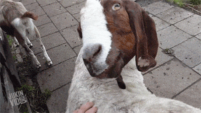 goat GIF