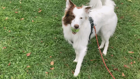 getdockwa dog stalker GIF