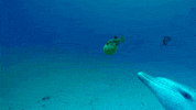 spy in the wild cute animals GIF by ThirteenWNET