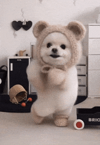 Happy Shih Tzu GIF