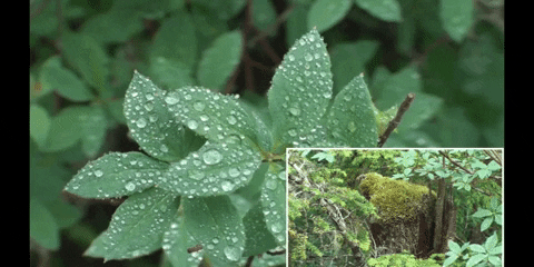 Climate Change Education GIF by DIIMSA Stock