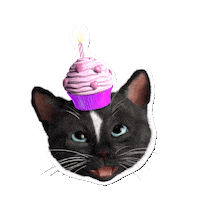 Felini cat happy birthday hbd cupcake Sticker