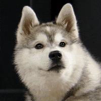 Cz GIF by Spokojený pes