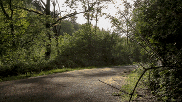 forest perfect loop GIF by Living Stills