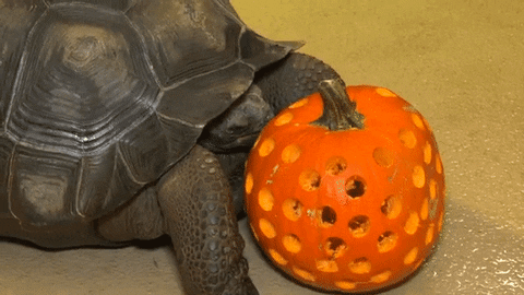 Halloween Eating GIF by Brookfield Zoo