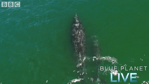 bbc one oceans GIF by BBC