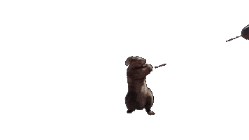 Ground Hog Sport Sticker by France tv