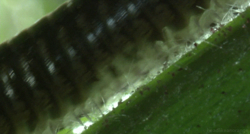 arthropod millipede GIF by Head Like an Orange
