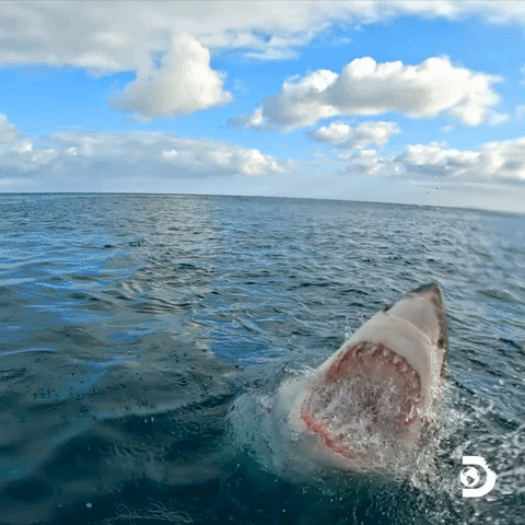 Great White Shark Water GIF by Shark Week