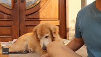 Pampered Dog Won't Let Owner Stop Petting Her