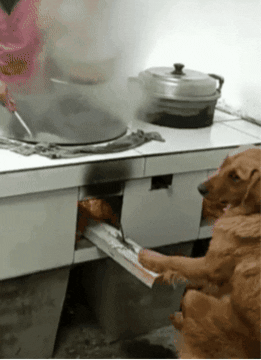 patraschew giphyupload GIF