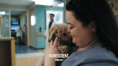 the resident dog GIF