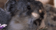 Chewing Eating GIF