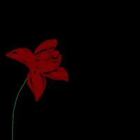For You Flower GIF by Barbara Pozzi
