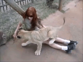 Volunteer Plays With Adorable Lion Cub