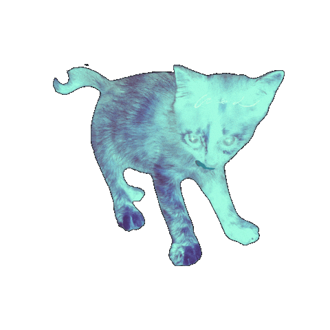 Cat Wave Sticker