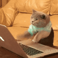Cat Working GIF